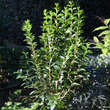 Ligustrum ovalifolium 'Miki': Bild 1/2