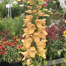 Digitalis purpurea 'Apricot Beauty' - Fingerhut
