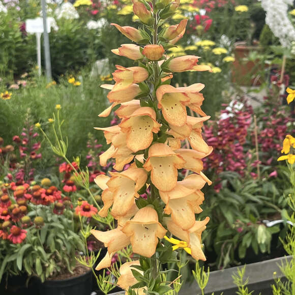 Digitalis purpurea 'Apricot Beauty': Bild 1/5 Digitalis purpurea 'Apricot Beauty': Bild 1/5