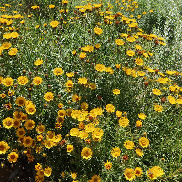 Inula ensifolia: Bild 2/2 Inula ensifolia: Bild 2/2