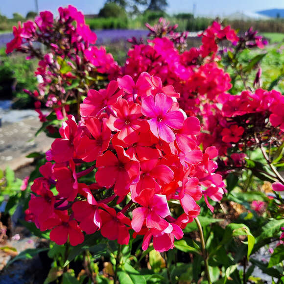 Phlox paniculata 'Starfire': Bild 3/4