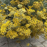 Helichrysum italicum - Currykraut