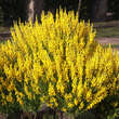 Genista tinctoria 'Royal Gold': Bild 1/3