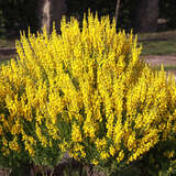 Genista tinctoria 'Royal Gold' - Königsgold-Ginster