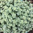 Sedum sieboldii: Bild 5/5