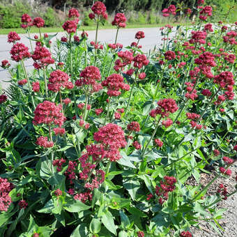 Centranthus ruber 'Coccineus': Bild 4/8