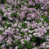 Syringa meyeri 'Palibin' - Zwergflieder