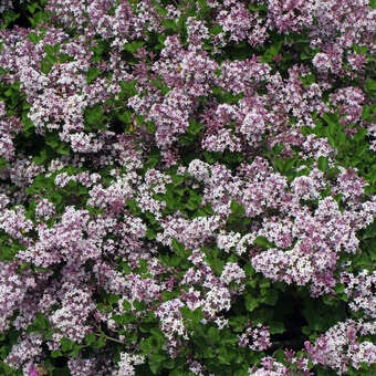 Syringa meyeri 'Palibin'