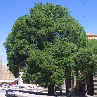 Ulmus glabra