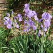 Iris germanica 'Athos': Bild 4/5