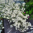 Cerastium tomentosum 'Silberteppich': Bild 2/2