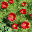 Paeonia tenuifolia: Bild 3/5