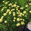 Santolina rosmarinifolia: Bild 2/4