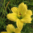 Hemerocallis 'Green Flutter': Bild 5/5