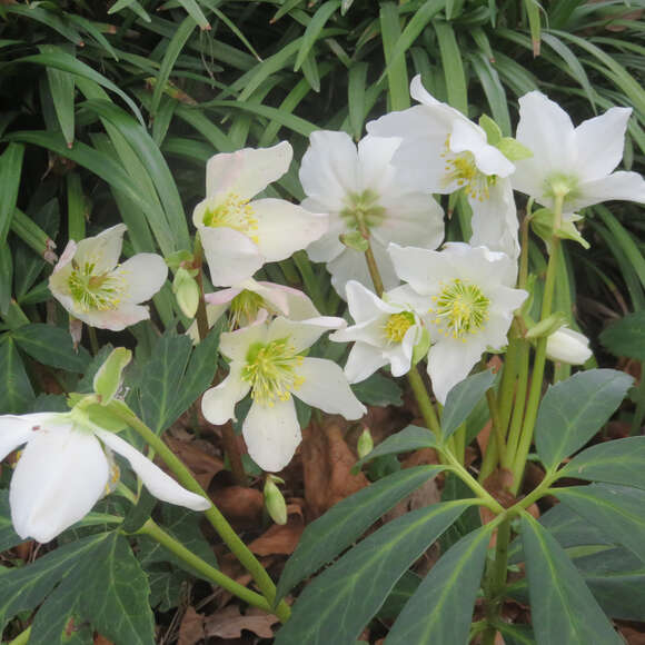 Helleborus niger: Bild 5/6 Helleborus niger: Bild 5/6