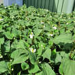 Houttuynia cordata: Bild 2/5