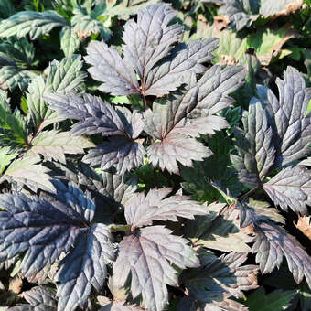 Actaea simplex 'Pink Spike': Bild 2/2