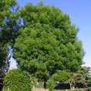 Fraxinus angustifolia 'Raywood' - Schmalblättrige Esche