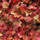 Heuchera 'Northern Exposure Amber' - Purpurglöckchen