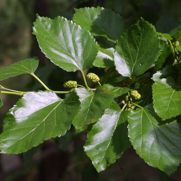 Morus alba: Bild 5/7 Morus alba: Bild 5/7