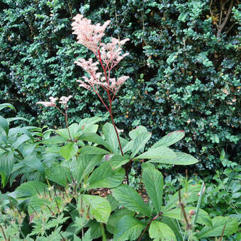 Rodgersia aesculifolia