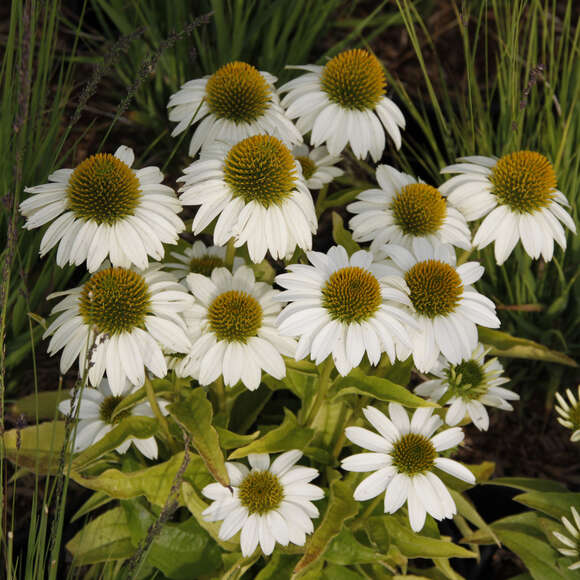 Echinacea purpurea 'Papallo Compact White': Bild 1/1 Echinacea purpurea 'Papallo Compact White': Bild 1/1