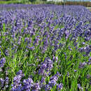 Lavandula angustifolia 'Thumbelina Leigh' - Lavendel