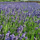 Lavandula angustifolia 'Thumbelina Leigh' - Lavendel