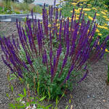 Salvia nemorosa 'Caradonna' - Ziersalbei