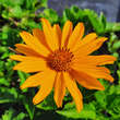 Heliopsis helianthoides 'Venus': Bild 1/7