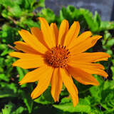 Heliopsis helianthoides 'Venus' - Sonnenauge