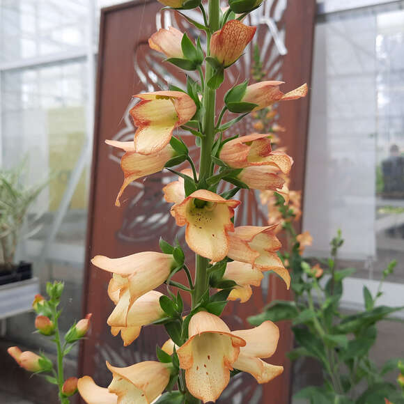 Digitalis purpurea 'Apricot Beauty': Bild 3/5 Digitalis purpurea 'Apricot Beauty': Bild 3/5