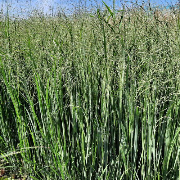 Panicum virgatum 'Northwind': Bild 1/2 Panicum virgatum 'Northwind': Bild 1/2