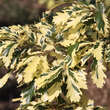 Quercus cerris 'Argenteovariegata': Bild 1/2