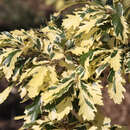 Quercus cerris 'Argenteovariegata' - Bunte Zerreiche