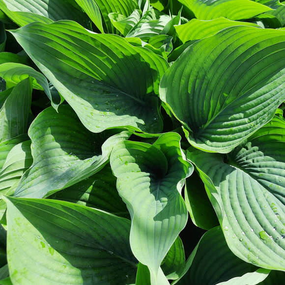 Hosta 'Empress Wu': Bild 3/3 Hosta 'Empress Wu': Bild 3/3
