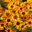 Helenium 'Fuego': Bild 3/3