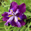 Iris ensata 'Blueberry Pie': Bild 1/2