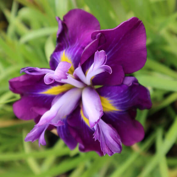 Iris ensata 'Blueberry Pie': Bild 1/2 Iris ensata 'Blueberry Pie': Bild 1/2