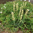 Sisyrinchium striatum: Bild 2/4