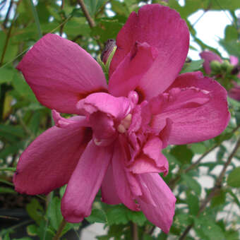 Hibiscus syr. 'Waltraud'