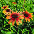 Echinacea purpurea 'Parrot': Bild 1/4