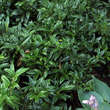 Sarcococca hookeriana humilis: Bild 1/2