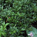 Sarcococca hookeriana humilis - Niederer Süßbuchs