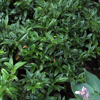 Sarcococca hookeriana humilis