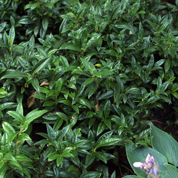 Sarcococca hookeriana humilis: Bild 1/2 Sarcococca hookeriana humilis: Bild 1/2