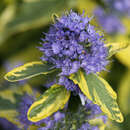 Caryopteris clandonensis 'Summer Sorbet' - Buntlaubige Bartblume