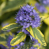 Caryopteris clandonensis 'Summer Sorbet' - Buntlaubige Bartblume