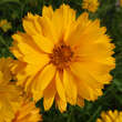 Heliopsis helianthoides 'Goldgefieder': Bild 1/4