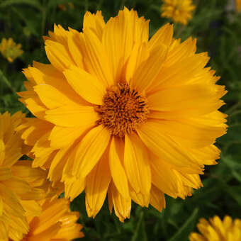 Heliopsis helianthoides 'Goldgefieder'